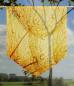 Preview: Scheibenhänger Dream Yellow