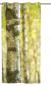 Preview: Ösenschal Frühlings Birkenwald - Ösenvorhang