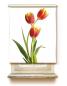 Preview: Rollo Tulpen