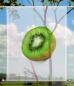 Preview: Scheibenhänger transparent  rechteckig Früchtchen-Kiwi