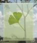 Preview: Scheibenhänger transparent Ginkgo foliorum green one- rechteckig