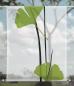 Preview: Scheibenhänger transparent Ginkgo green two rechteckig