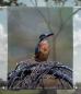 Preview: Scheibenhänger transparent kingfisher- rechteckig