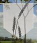 Preview: Scheibenhänger Cereal griseo voile transparent