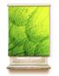 Preview: Rollo Dream Green