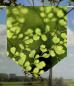 Preview: Scheibenhänger virentia  transparent