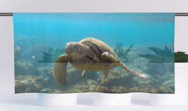 Cafehausgardine - Turtle-Meeting