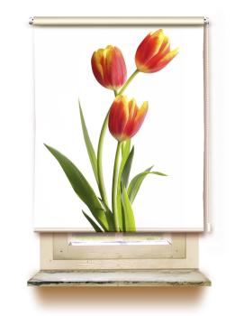 Rollo Tulpen