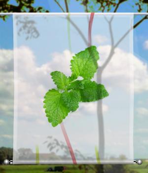 Scheibenhänger transparent  rechteckig Früchtchen Minze