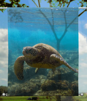 Scheibenhänger transparent  rechteckig Turtle-Meeting