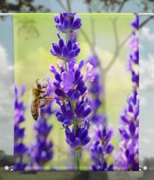 Scheibenhänger transparent der lavendel 2- rechteckig