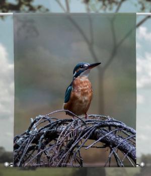 Scheibenhänger transparent kingfisher- rechteckig
