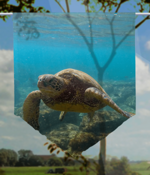 Scheibenhänger Turtle-Meeting voile transparent