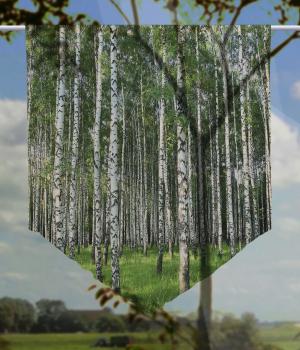 Scheibenhänger Birkenwald transparent