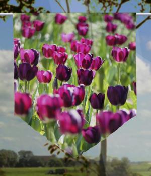 Scheibenhänger pourpre transparent