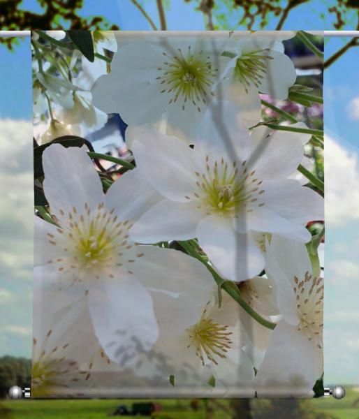 Scheibenhänger transparent  rechteckig Weiße Blüten