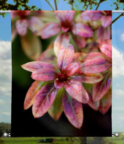 Scheibenhänger transparent  rechteckig Rosa Wunder