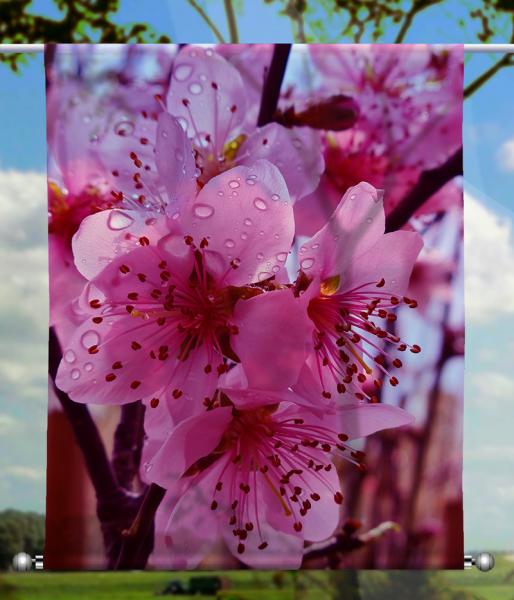 Scheibenhänger transparent  rechteckig Frühling im Tau