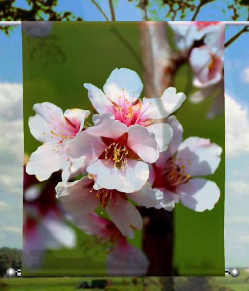 Scheibenhänger transparent  rechteckig pink spring