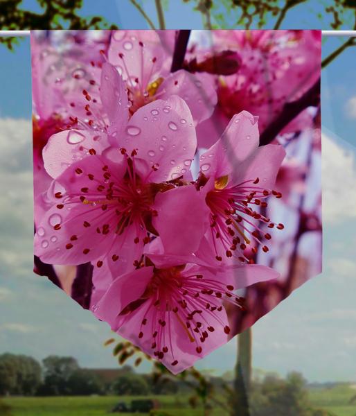 Scheibenhänger Frühling im Tau voile transparent