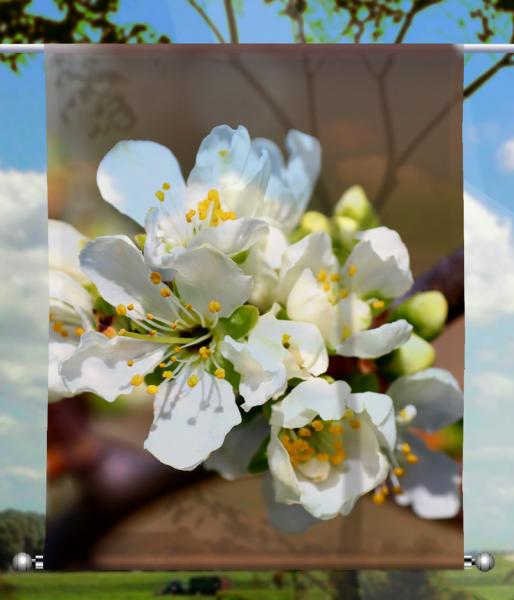 Scheibenhänger transparent  rechteckig white spring