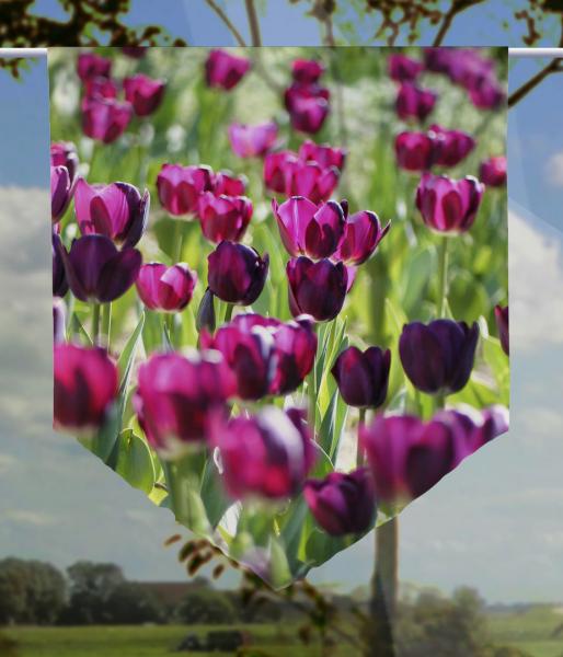 Scheibenhänger pourpre transparent