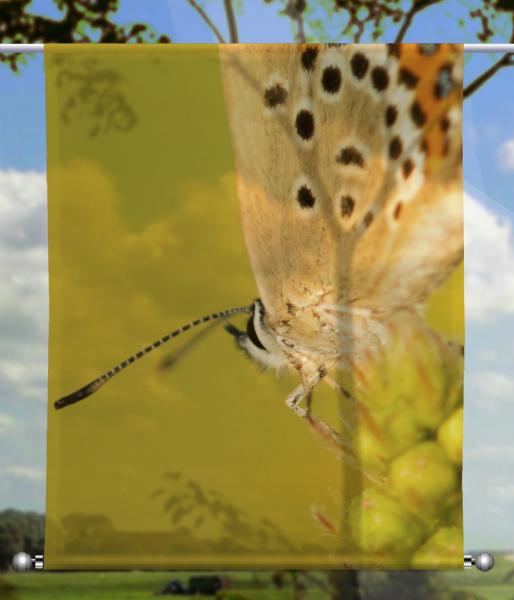 Scheibenhänger  Schmetterling - rechteckig, Beschw.